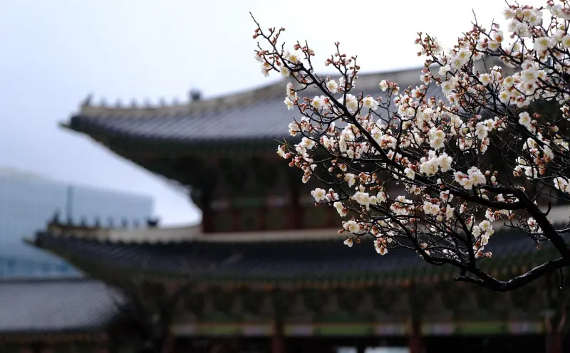 阿赞福血祭情降:神秘仪式与情感操控的真相