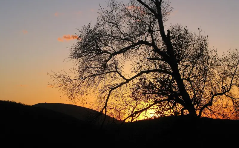 阿赞金蝉情降:神秘仪式与情感影响解析