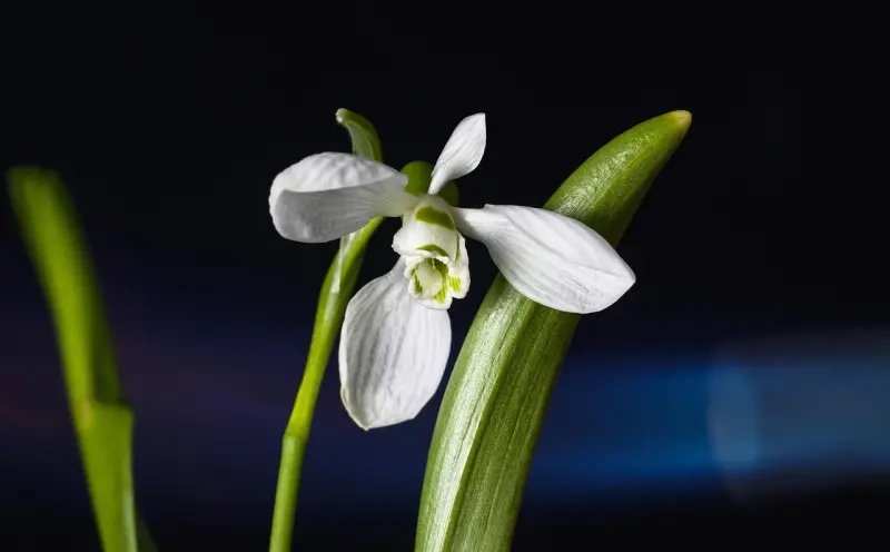 降头短命怎么破解?揭秘隐蔽诅咒的5大征兆与自救方法