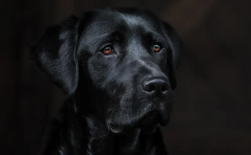 降头犬是什么意思?如何驱除心理恐惧的神秘存在