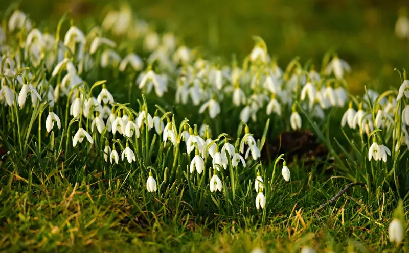 降头是哪个族?揭秘东南亚多民族共有的神秘巫术文化