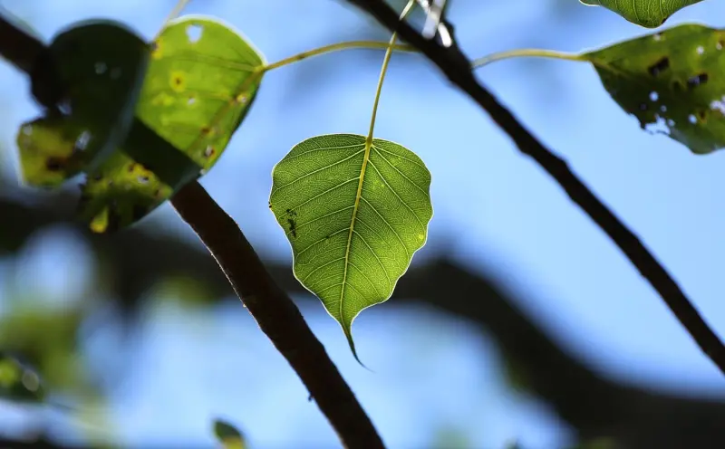 金刚菩提能顶防降头术吗？心理锚点比魔法更有效