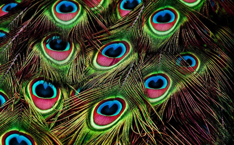 孔雀情降术：起源、原理与实际应用详解