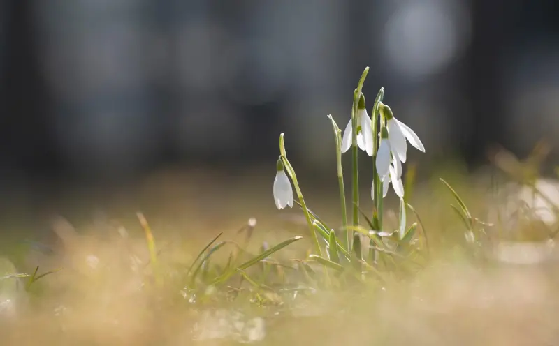 情降的真实含义与效果分析