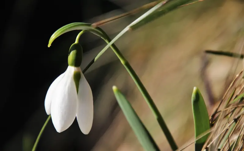 情降是否真实:揭秘古老仪式的真相与影响