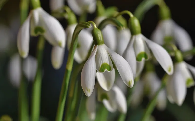 泰国情降蜡烛多久有效?揭秘有效期与使用技巧