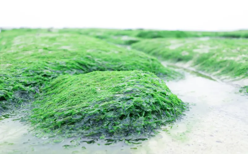 缘分浅做情降还有用吗？解析情感与神秘力量的关系