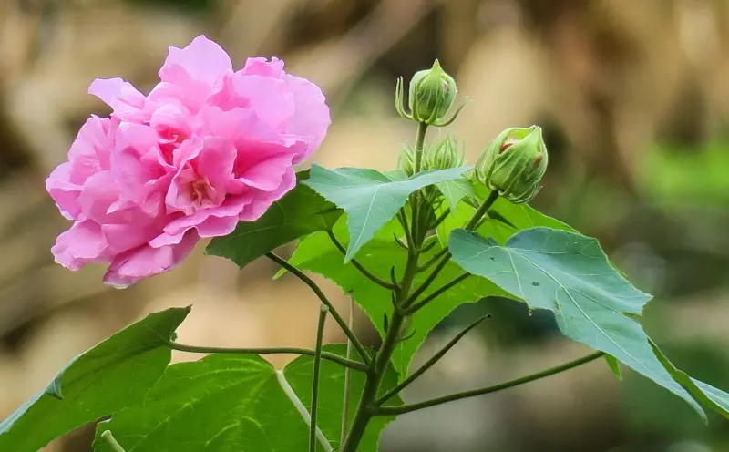 芙蓉降头是什么？如何判断与破解？科学+民俗双视角解析