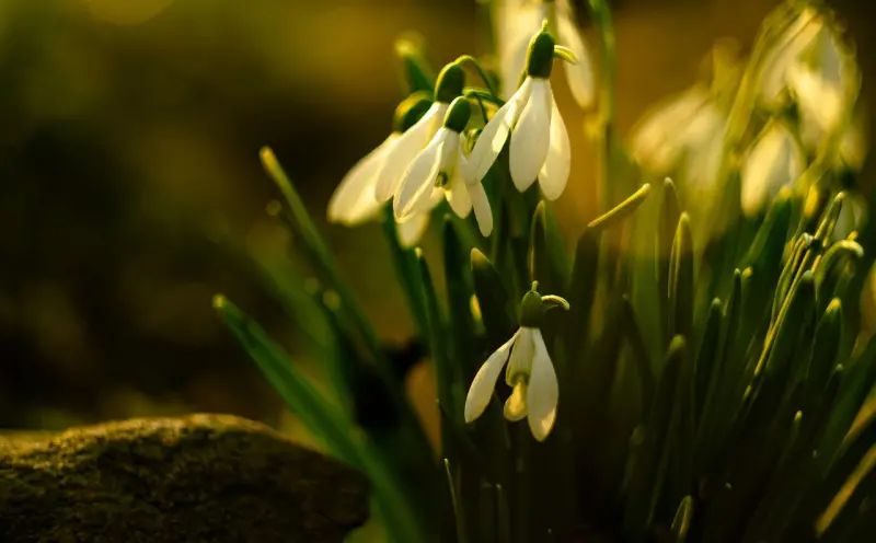 做泰国情降法事会倒霉吗?揭秘仪式背后的真相