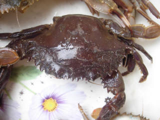 八月十五蟹儿肥——【清蒸螃蟹】的做法步骤：3