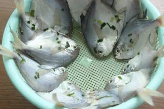 #海鲜#干煎小鲳鱼的做法步骤：4