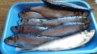 自制湖南风味火焙鱼——剁椒蒸火焙鱼的做法步骤：1