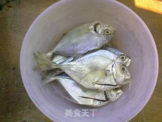 香煎海鱼之三--平鱼的做法步骤：1