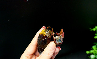 香炒龙虾----详细清理龙虾全过程值得你拥有的做法步骤：5
