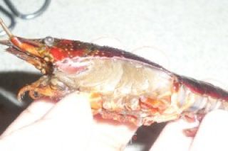 怎么样处理小龙虾的做法步骤：6