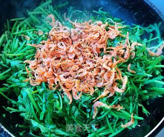 蒜蓉茼蒿炒磷虾的做法步骤：6
